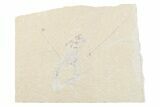 Cretaceous Lobster (Pseudostacus) Fossil - Lebanon #376342-1